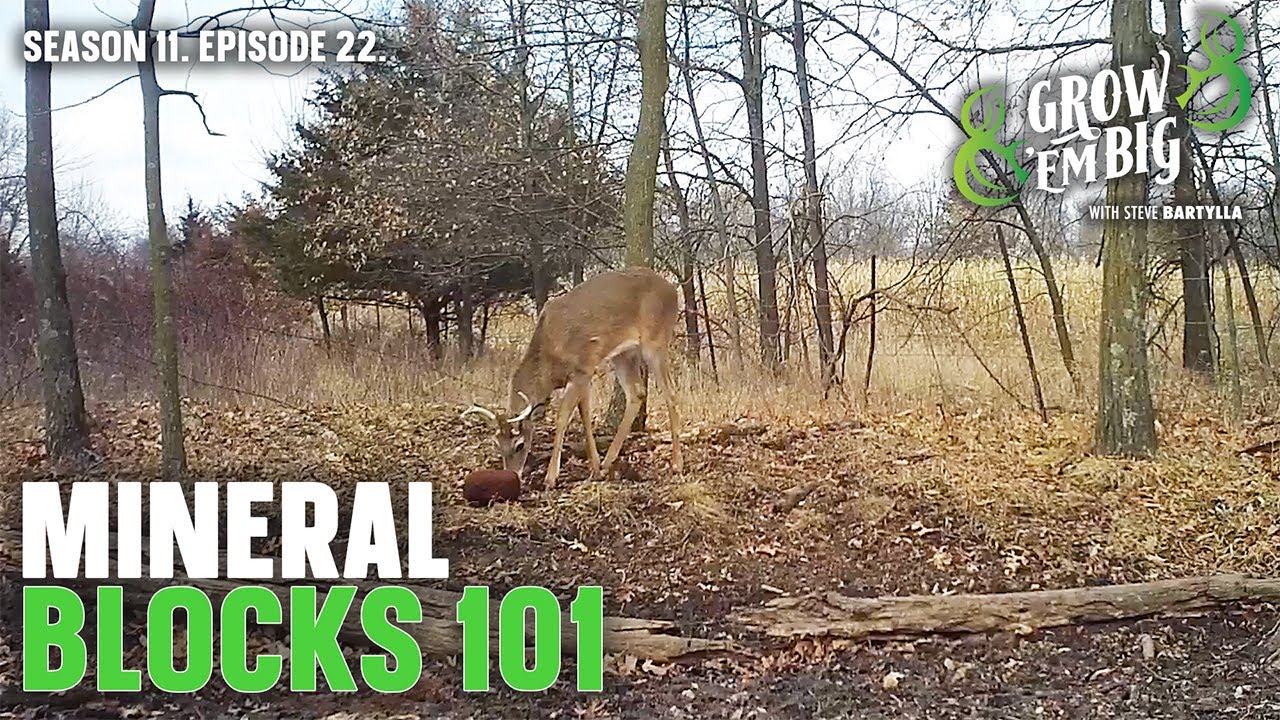 Все, что нужно знать о минеральных блоках для оленей
