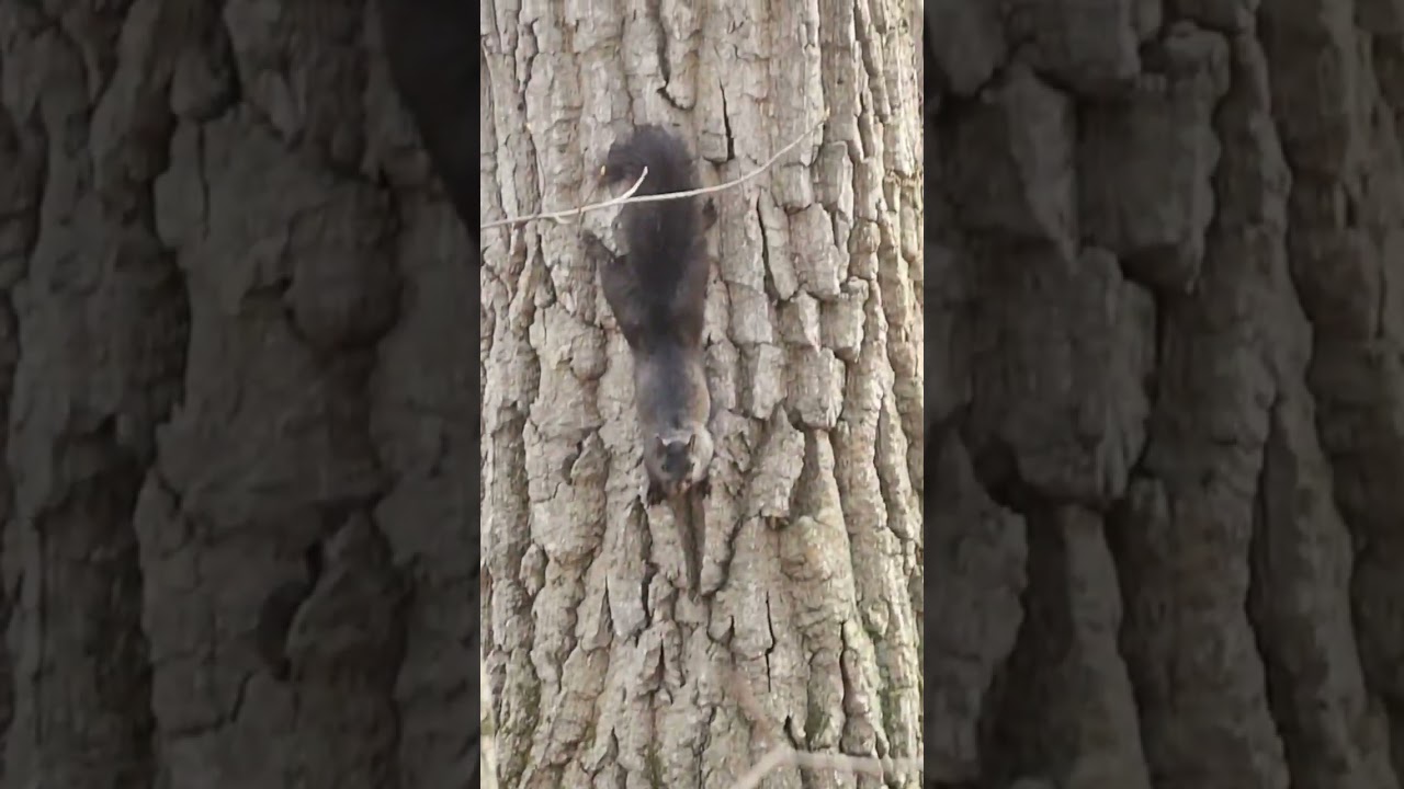 Funny Squirrel  Behavior