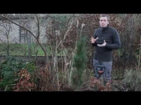 Vidéo: Spirea Bush Transplanting - Conseils pour déplacer un arbuste de spirée dans le jardin