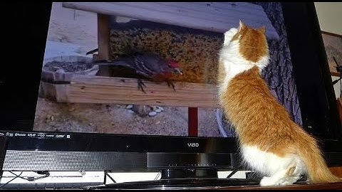 Stop your Cat from Scratching your TV