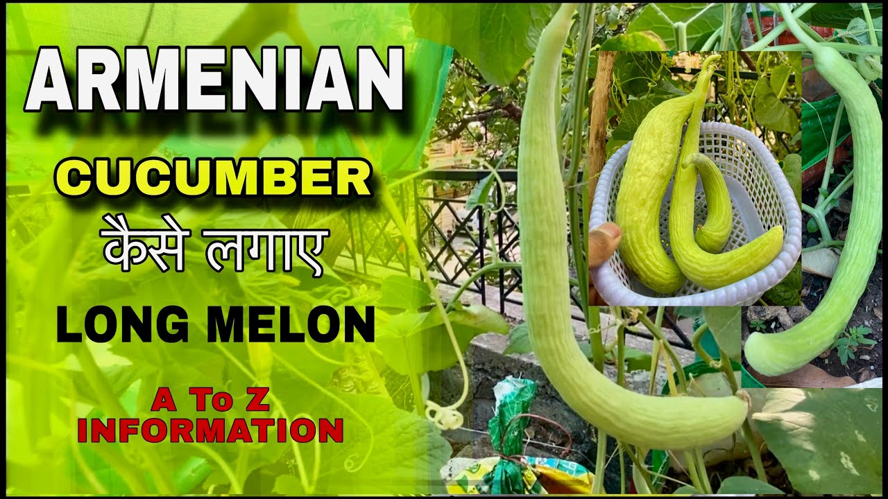 How To Grow Armenian Cucumber At Home In Pot बीज से Armenian ककडी