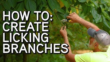 HOW TO Create a Licking Branch | Mock Scrapes