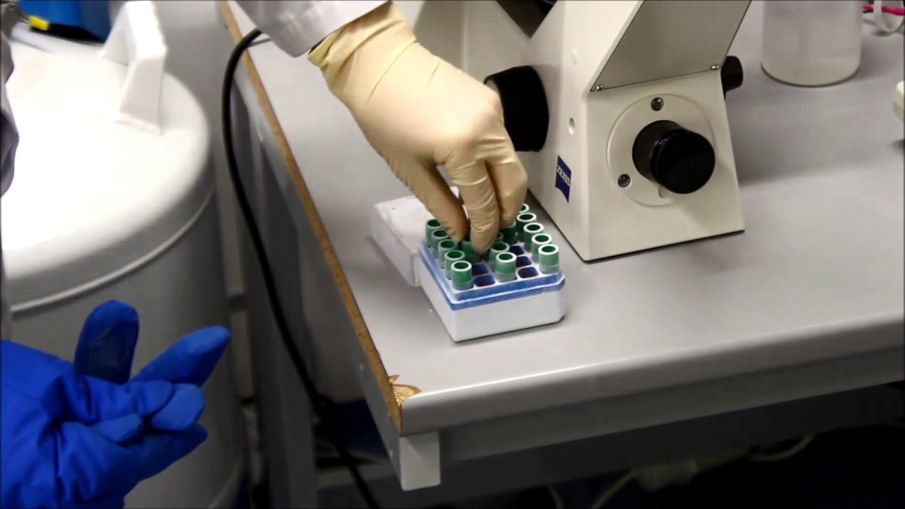 Thawing cells YouTube