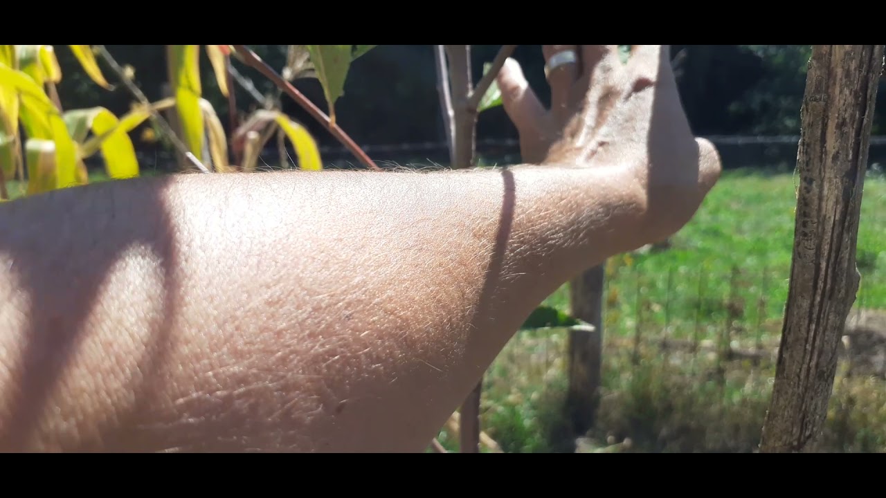 Livada mea mixtă nr 1 anul 3 în primăvară.