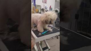 Coupe ciseaux sur chien lhassa apso