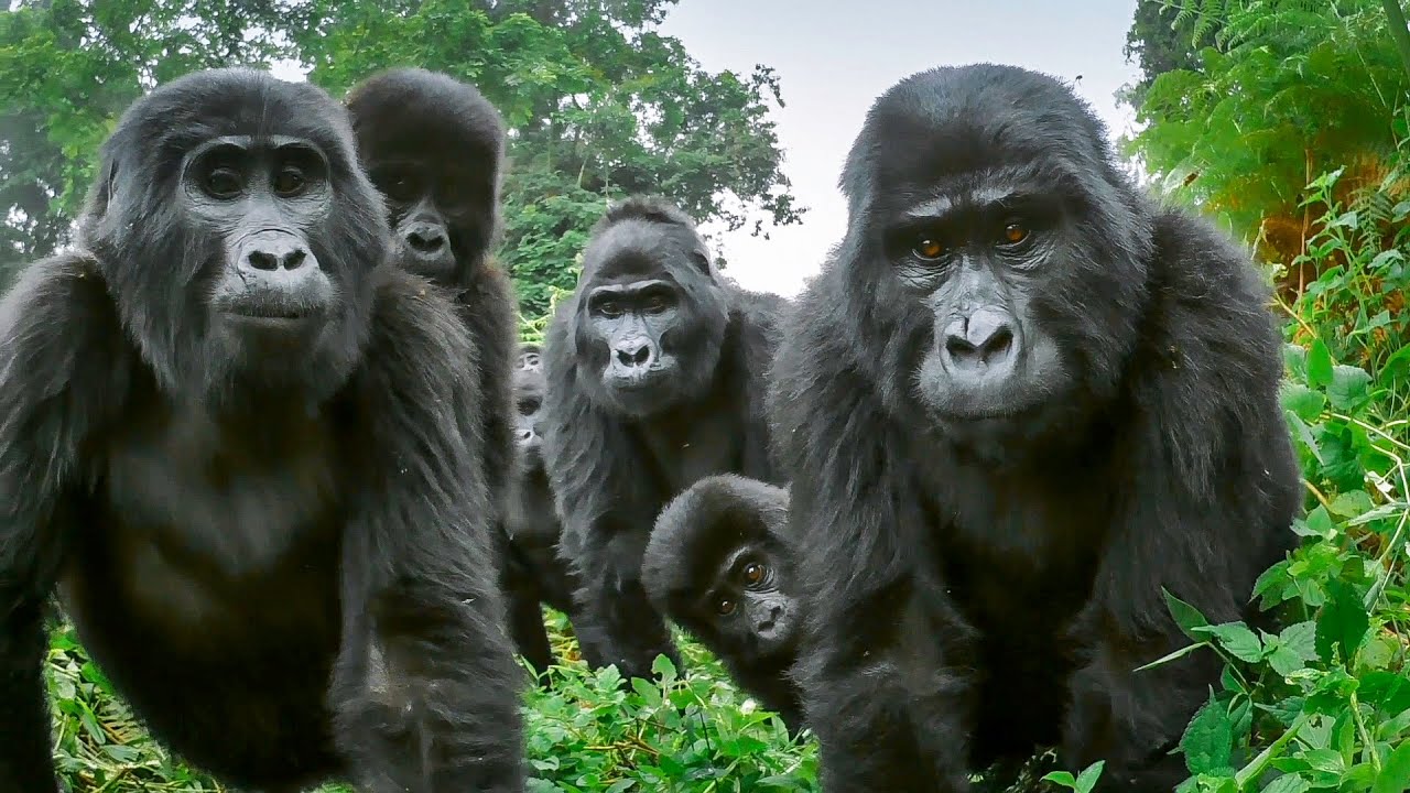 Spy Gorilla Comes Face To Face With Alpha Silverback | BBC Earth - YouTube