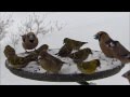 Ptáci na krmítku Birds feeding on Bird Table