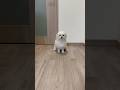 RIPSLYME 熱帯夜 犬