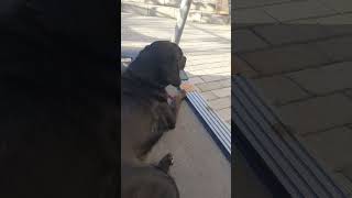 #собака #домашниеживотные #добро #рекомендации
