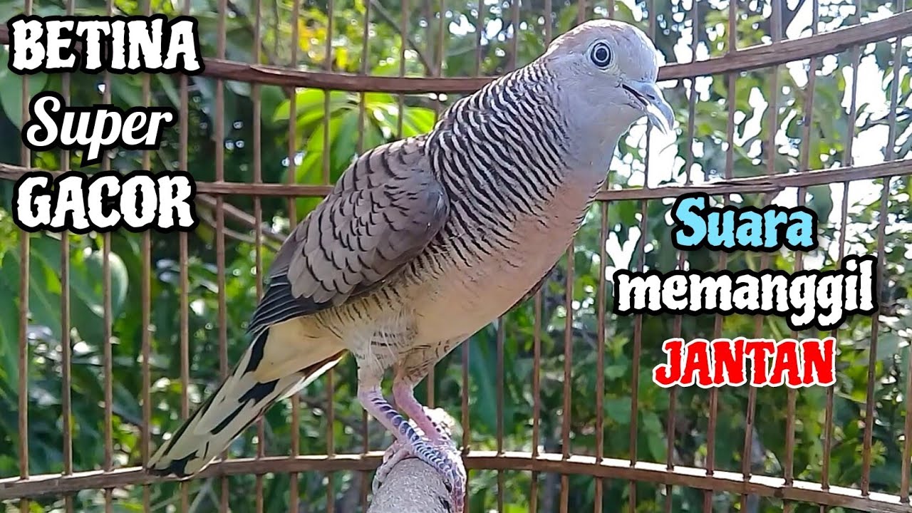 Perkutut BETINA SUPER GACOR - Suara MEMANGGIL JANTAN || The female turtle dove calls the male