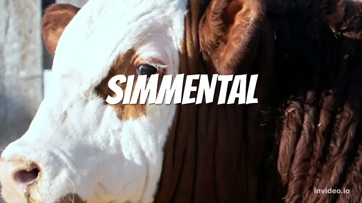 Simmental cattle breed | The gentle giants