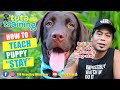How to teach your puppy the "STAY" command na hindi mo na kailangan ng dog trainer.