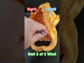 Dice Challenger Series d10 Fighter Style Summer 2023 Quarter Finals Sigrid vs. Ingrid Ep.11