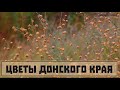 Цветы Донского края. Часть 15. В выгорающей степи. // Clever Cricket