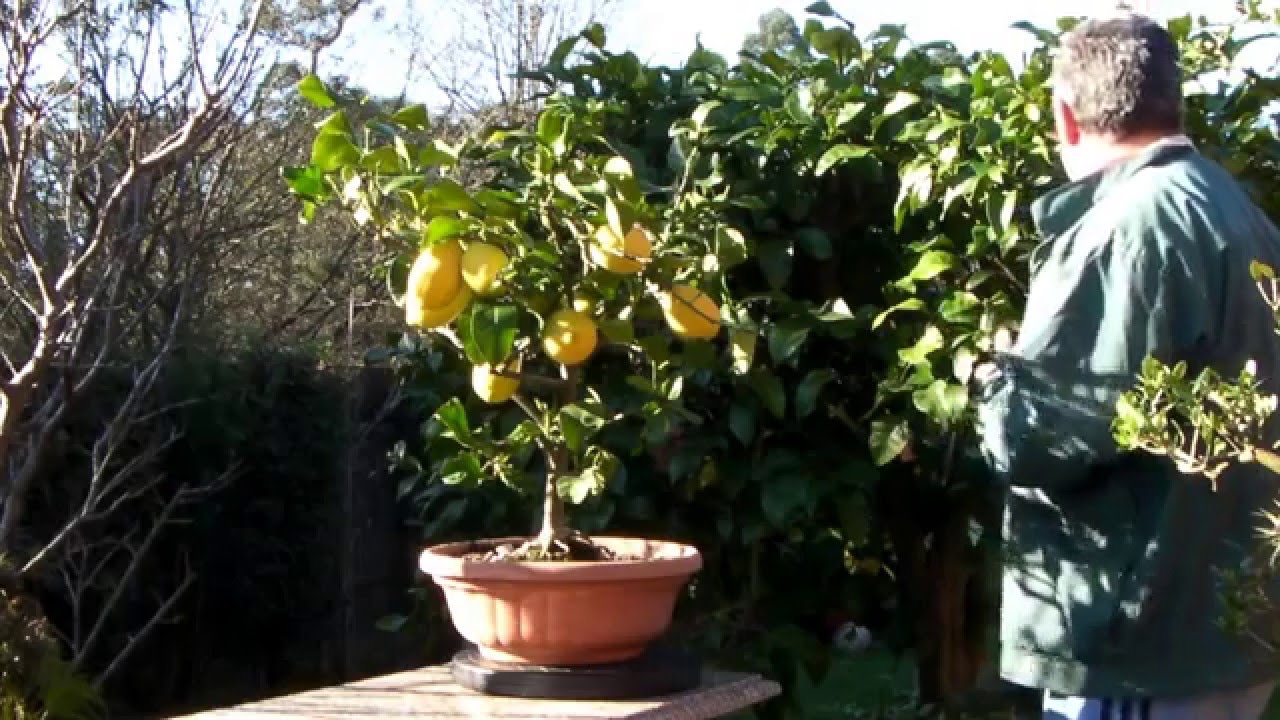 Cómo plantar un limonero en una maceta