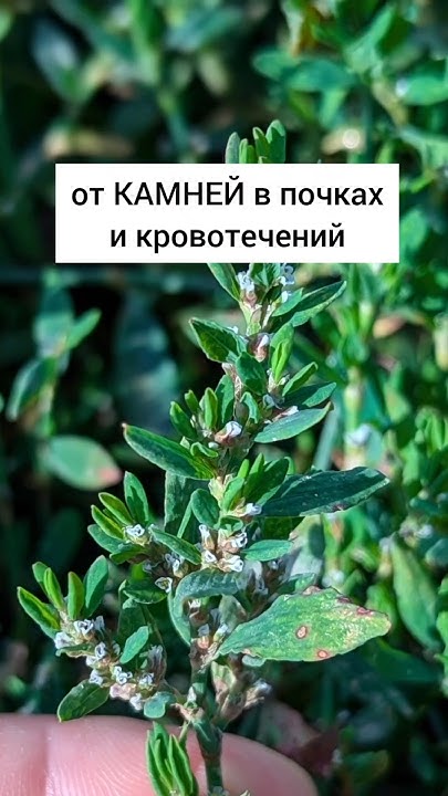 Спорыш - от камней в почках и кровотечений #лекарственныетравы #травы # ...