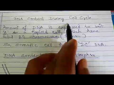 DNA content during Cell Cycle
