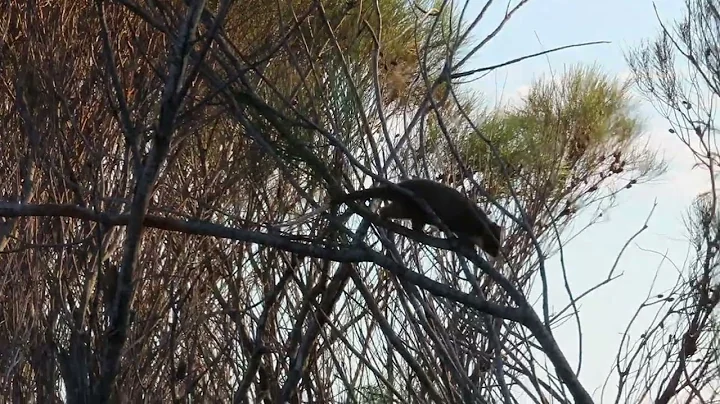 Possums out in the day time