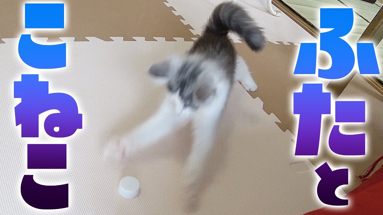 簡単自作で猫も大喜び 猫用手作りおもちゃの作り方講座 ハマる遊び道具はコレ 暮らし の 簡単自作で猫も大喜び 猫用手作りおもちゃの作り方講座 ハマる遊び道具はコレ 暮らし の