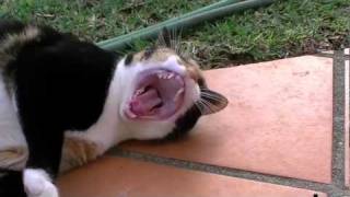 Эпичный кот - 20 секунд смеха