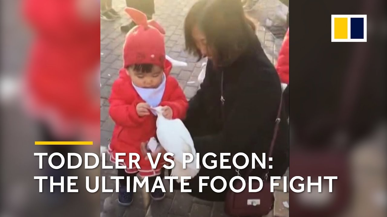 Toddler vs pigeon Chinese kid steals food from pigeons beak