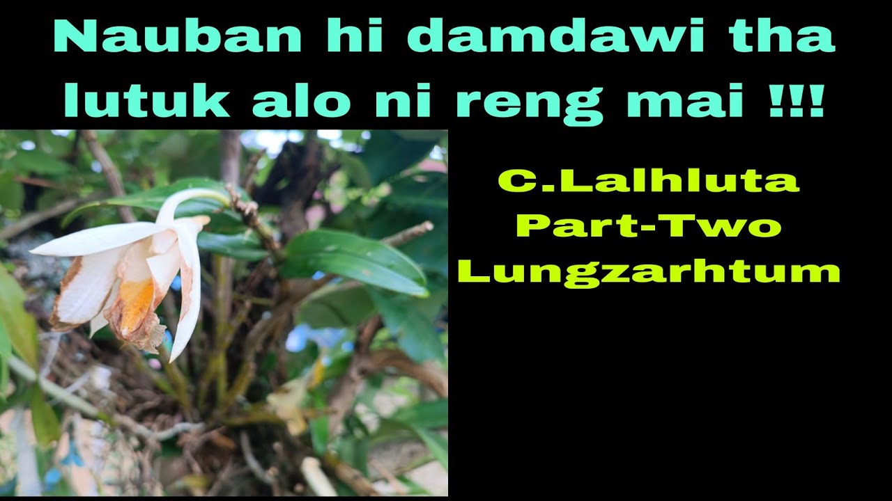 Nauban hi damdawi tha lutuk alo ni reng mai !!! C.Lalhluta Part-Two Lungzarhtum.