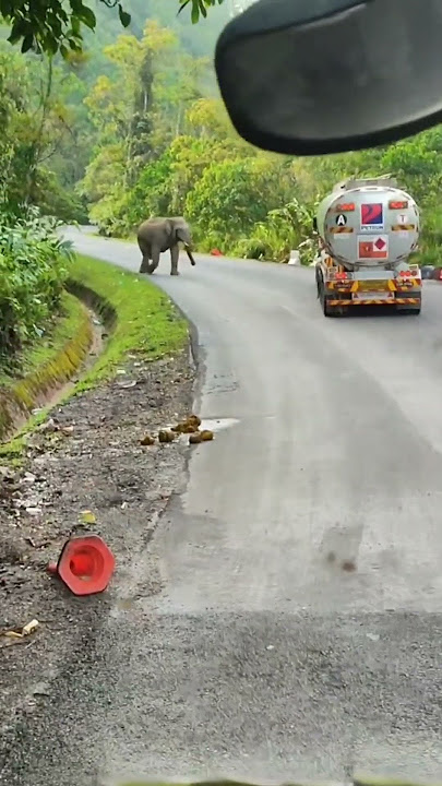 Part 1 'aku tgk gajah tu nmpk kecik, skali tanker tu lalu sblh, nmpk lori tu plak kecik' | 📽️H.Kebun