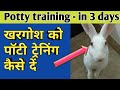 How to litter potty train a rabbit bunny without potty tray in 3 days ||  toilet training of rabbit