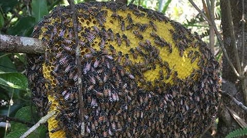 hướng dẫn cách bắt ong ruồi lấy mật