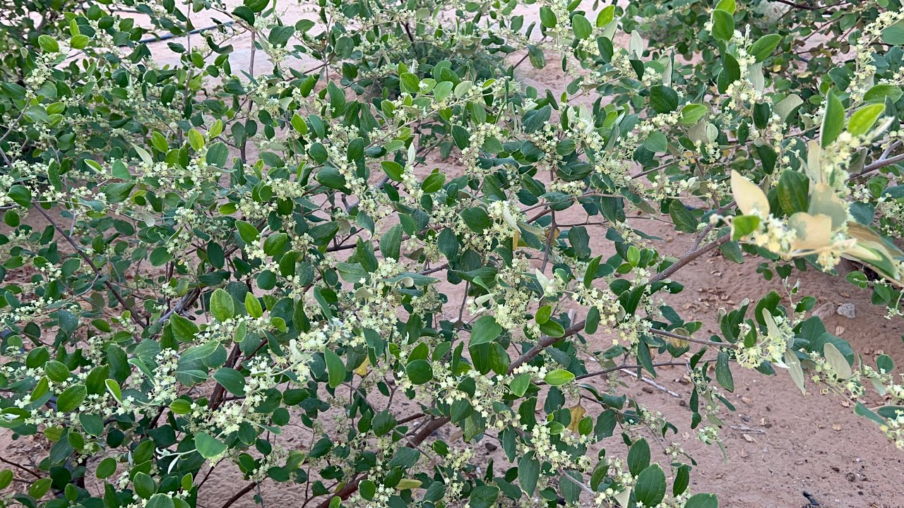 العناية باشجار السدر فترة التزهير وسبب وعلاج تساقط ازهار السدر