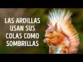 50 Datos asombrosos sobre animales que querrás compartir