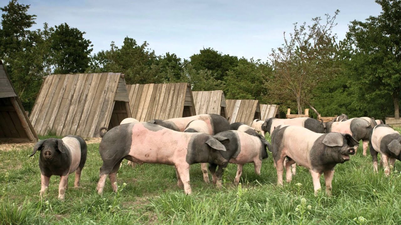 Hohenlohe und Tauberfranken - Folge 2: Wolpertshausen und die wunderbare ...