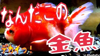 何だ！このデカい金魚は…