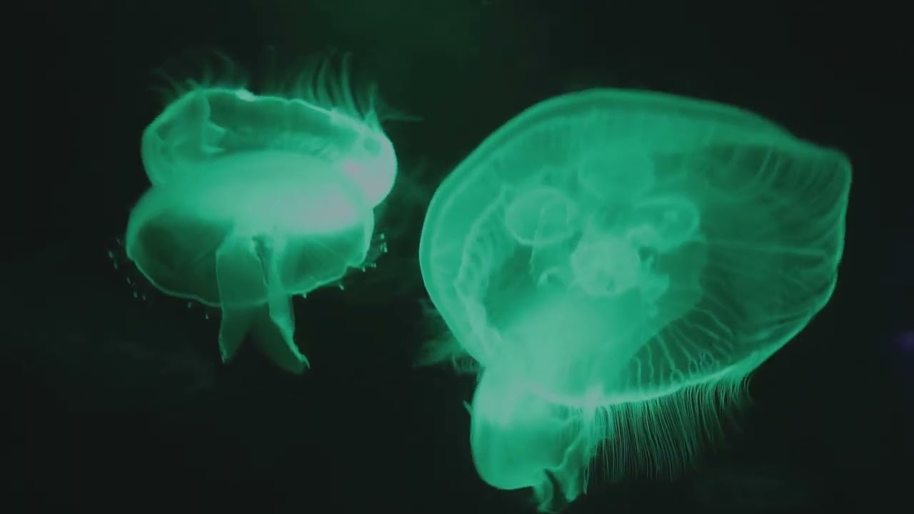 why do some animals glow in the dark