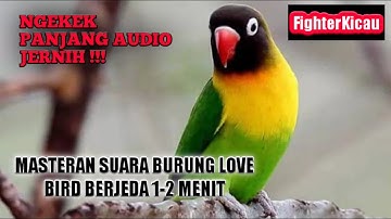 MASTERAN BURUNG LOVEBIRD NGEKEK PANJANG || BERJEDA 1-2 MENIT