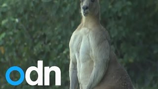 MUST WATCH: Giant kangaroo moves into suburb