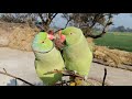 Parrot talking  funny parrot talking hindi  green parrot female sound  pattu parrot