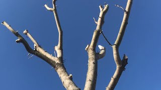 keeping trees SMALL but shaped NATURAL