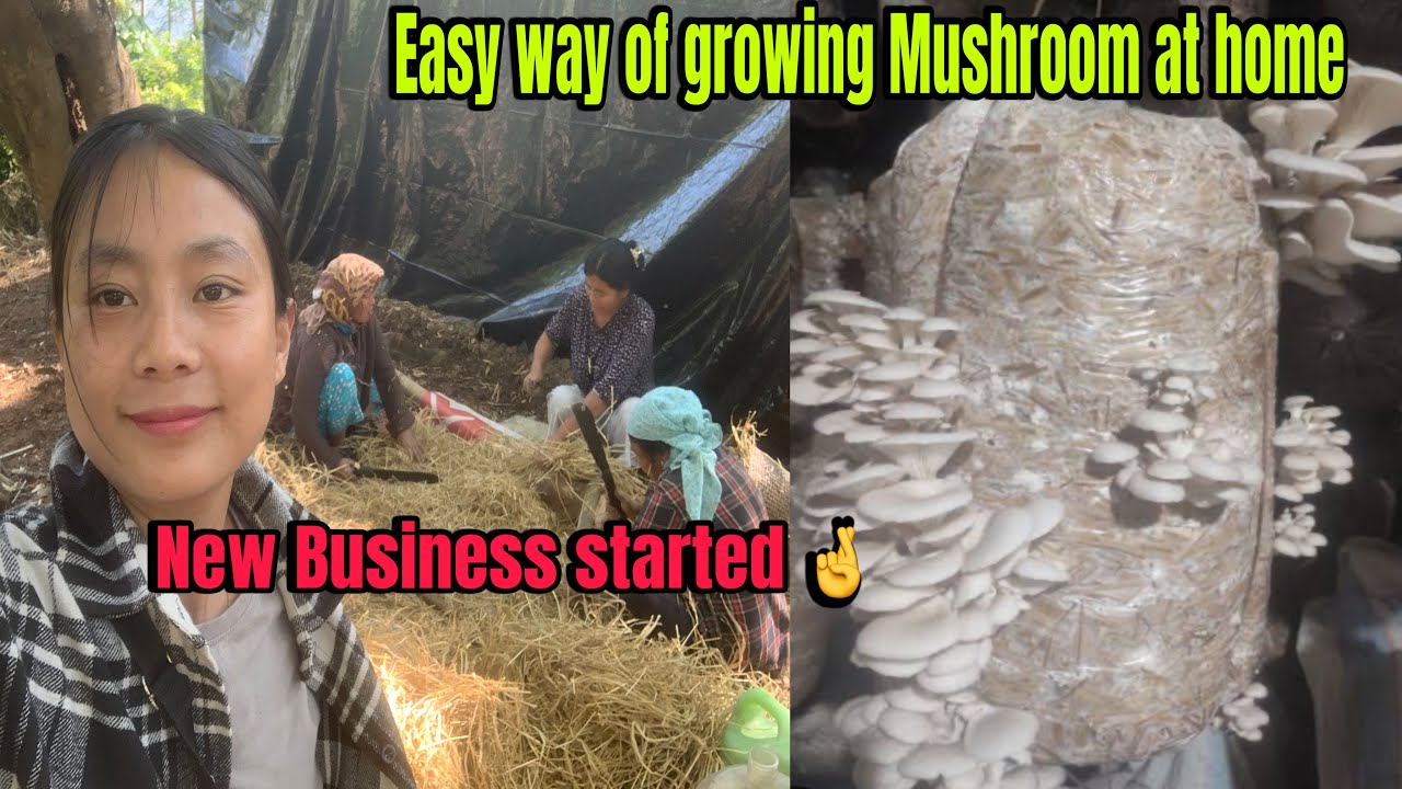 How to cultivate oyster Mushrooms at home ||Easy way of growing ||Village lifestyle vlog