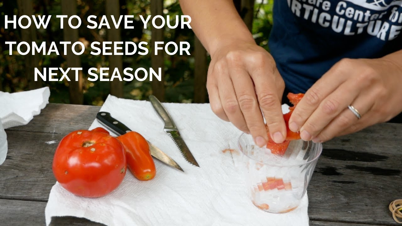 How to save your tomato seeds for next season youtube