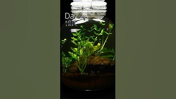 This is how I set up my ecosphere in a jar in #timelapse