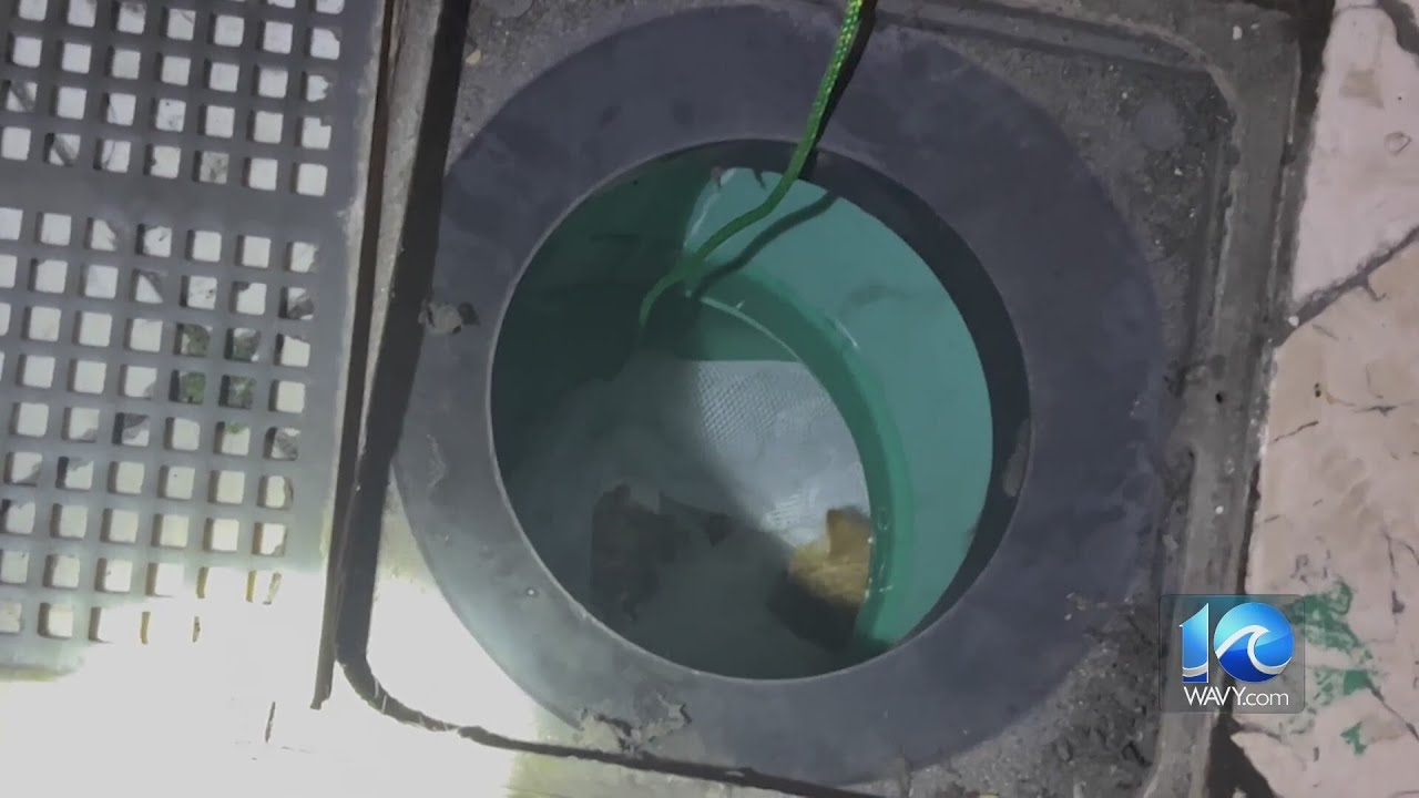 Rescue mission to get kitten out of Town Center drain YouTube