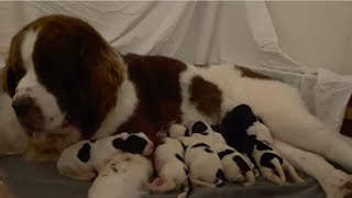 Candy's Pups Being Born