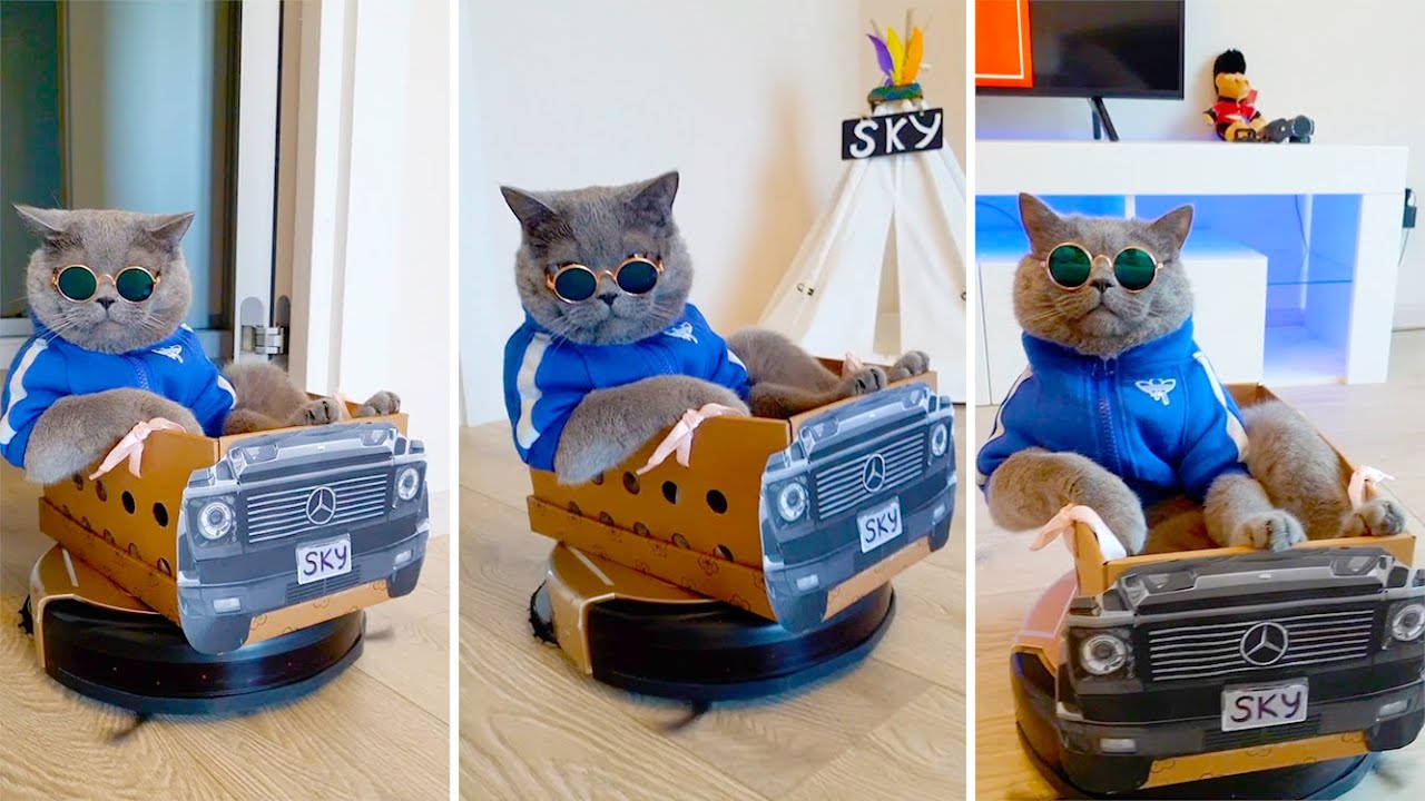 Cat Rides A Roomba YouTube