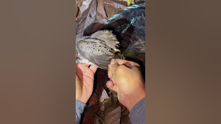 Malam-malam perut lapar di rumah pohon keluar berburu burung puyuh🤤 #325 #KOOKIKO