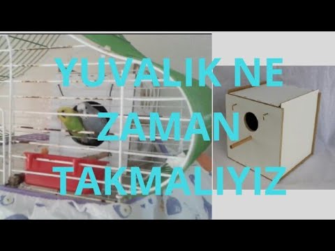 Muhabbet Kuşu YUVALIK NE ZAMAN TAKILMALI
