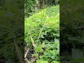 বিয়ে করতে যারা ভয় পান এই কাজটা খাবেন #reels #video #viral #foryou