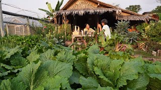 ใช้ชีวิตที่สวนผักในเมืองEp.55มื้อเช้าที่ดี กะหล่ำปลีผัดน้ำปลาLiving in our urban garden in Bangkok.