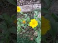 Beautiful yellow blooms lobedtickseed  winterflowerplant flowers wintergarden nature flower