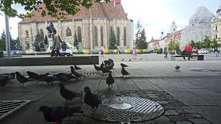 Starving birds in Piata Unirii Romania